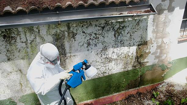 Trusted Mold Remediation service in New York, NY - Cheap Mold Removal